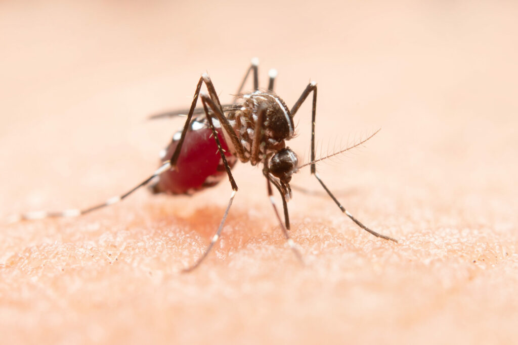 Dengue Fever: Causes, Symptoms, and Prevention